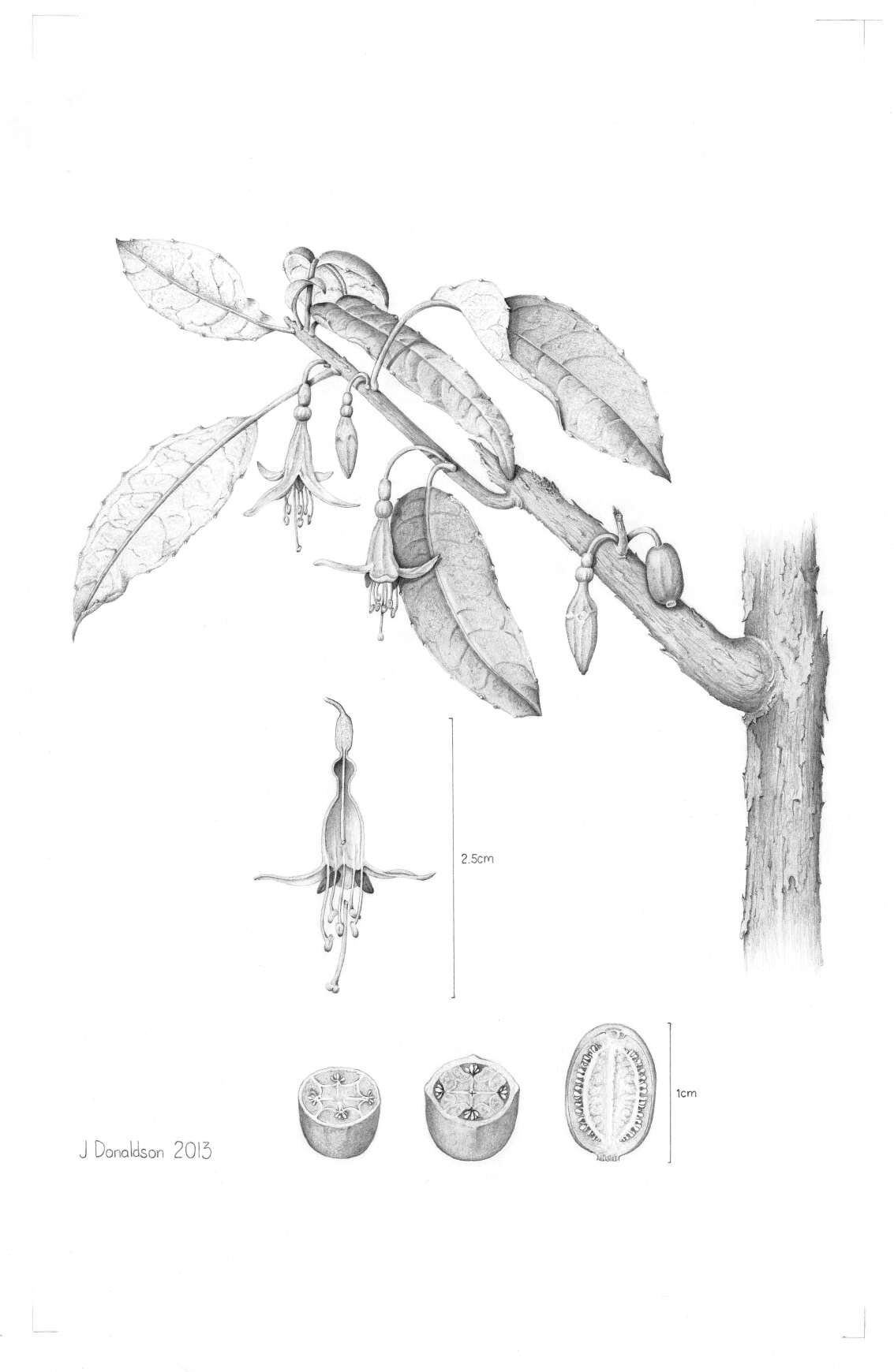 21 - Johanne Donaldson - Fuchsia excorticata.jpg