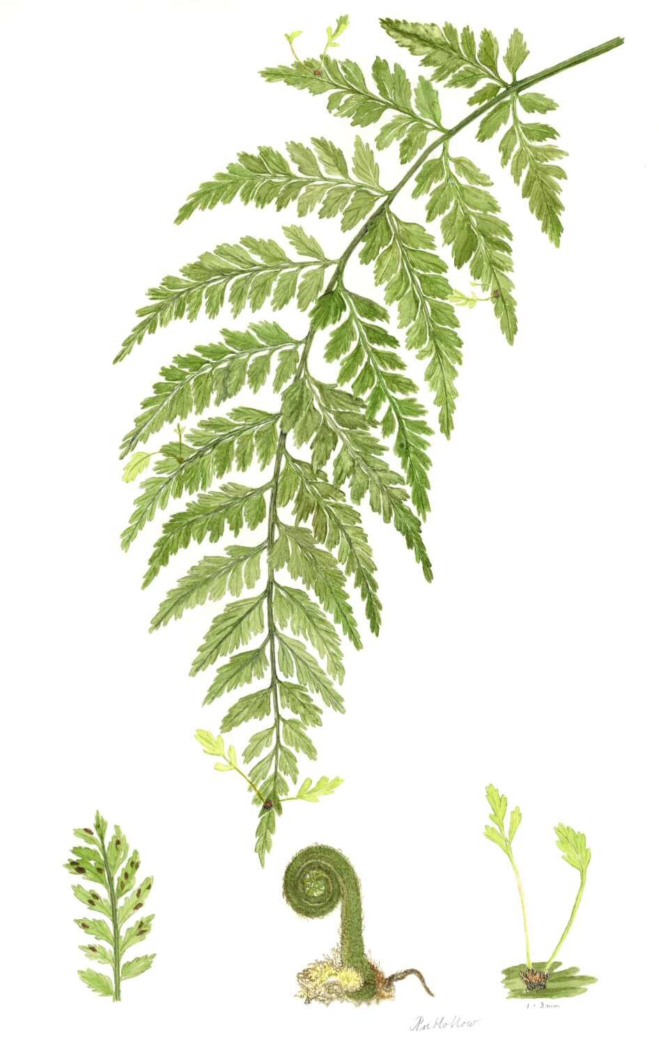 22 - Pam Hollow - Asplenium bulbiferum.jpg