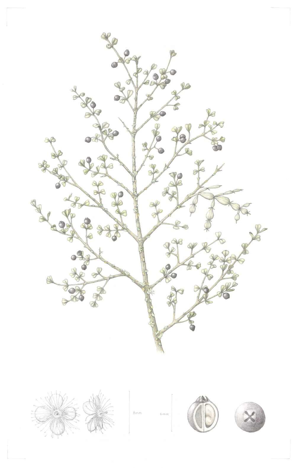 25 - Luke Martin - Lophomyrtus obcordata.jpg