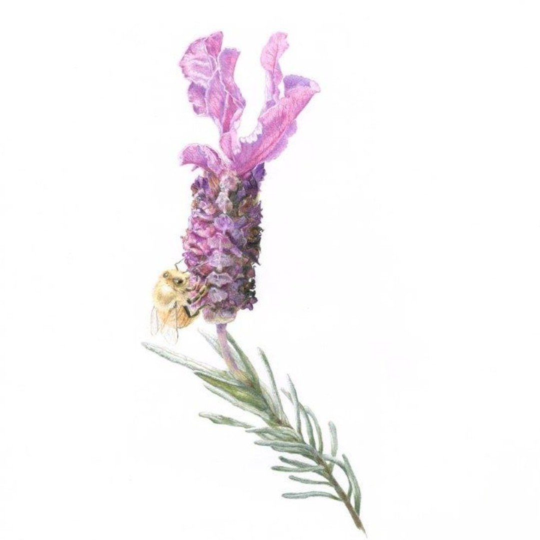 NZ Botanical Art Society Member Vicki Jones credits her great love of plants and all things botanical to her mother who entrusted Vicki with wrapping cuttings for her friends from her extensive garden at a very early age. 

Vicki went on to study a C
