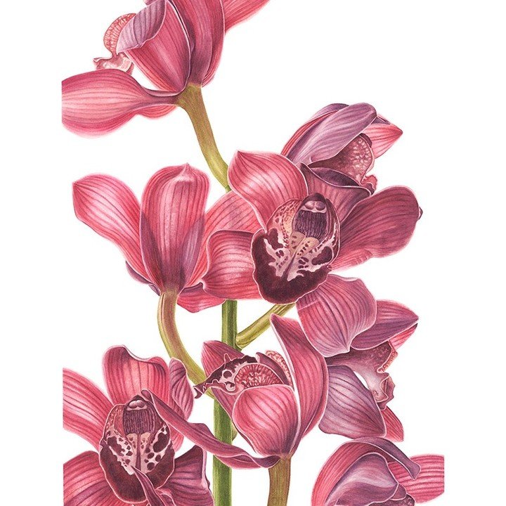 Multi-talented member of the Botanical Art Society of New Zealand, Suzy Abbott always strives to find a balance between detail and scientific accuracy and the aesthetic quality of the painting. She often paints in a large scale format, for the challe