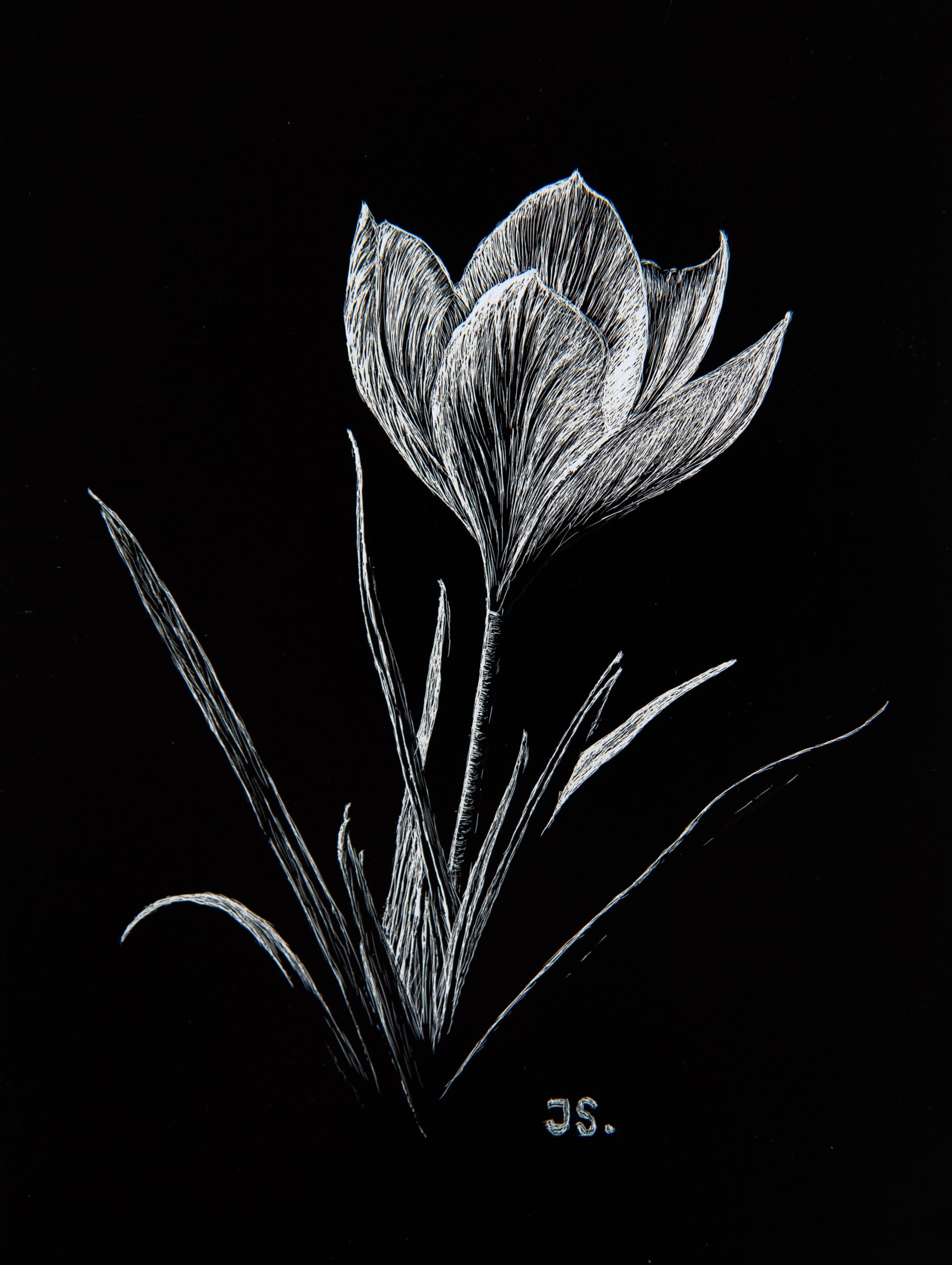 Julie Saulue - Crocus