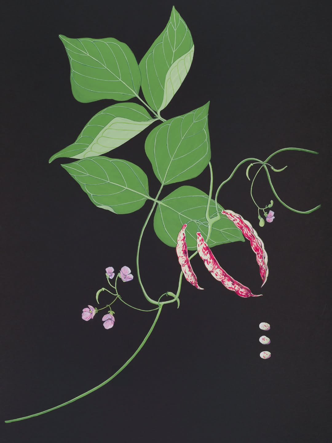 Our Botanical Art Worldwide Artist of the day is Sandra Morris ONZM, Whanganui based author and illustrator of award-winning children&rsquo;s natural history books, botanical artist and keen nature journaller.
She gained her MFA at Elam School of Fin