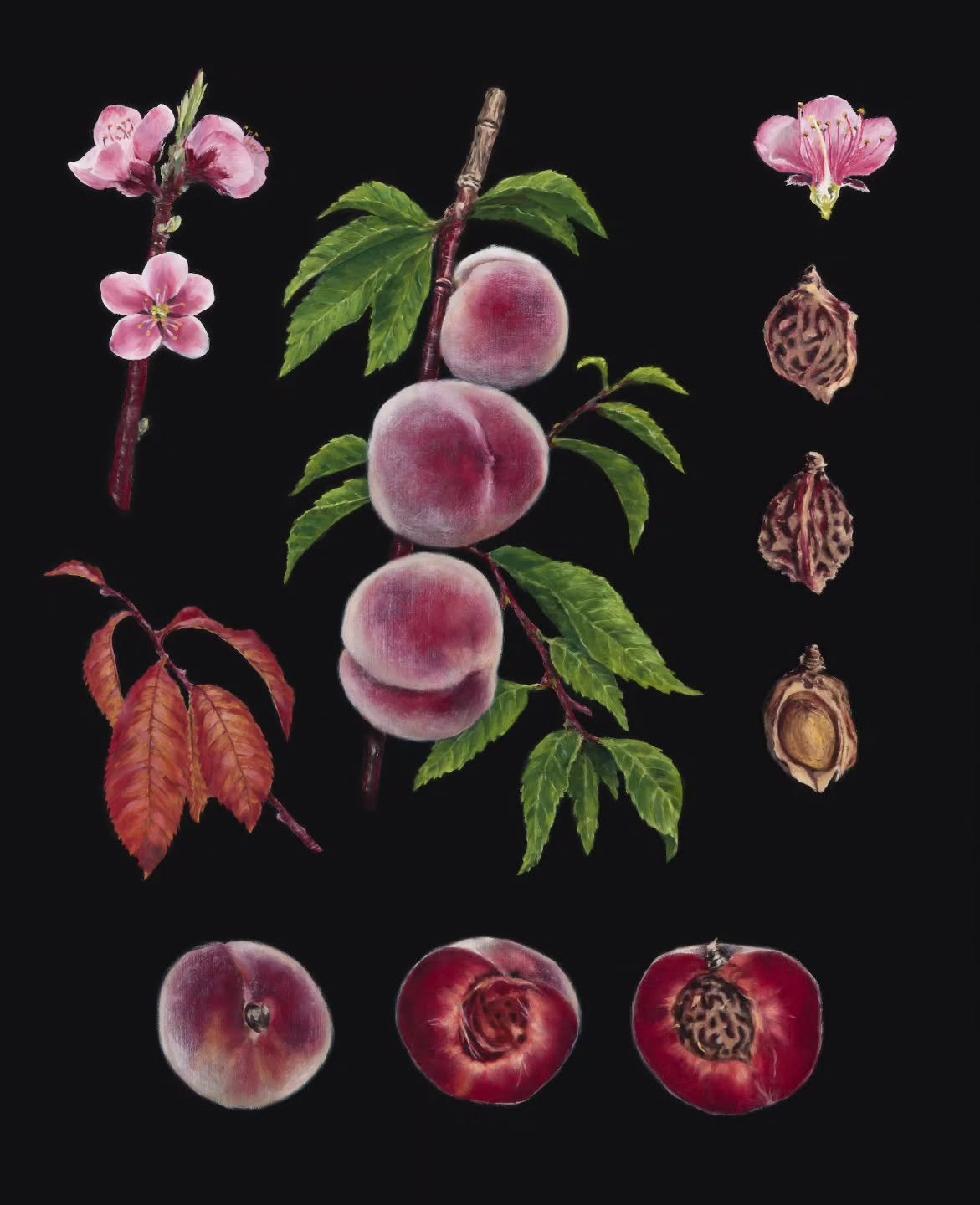 #botanicalartworldwide2025 Exhibition open at Auckland Botanic Gardens until June 29th!

Our artist of the day, Michelle Freeborn, studied art and design in Richmond and fine art in Bath, England. She then went on to work in the British Film Industry