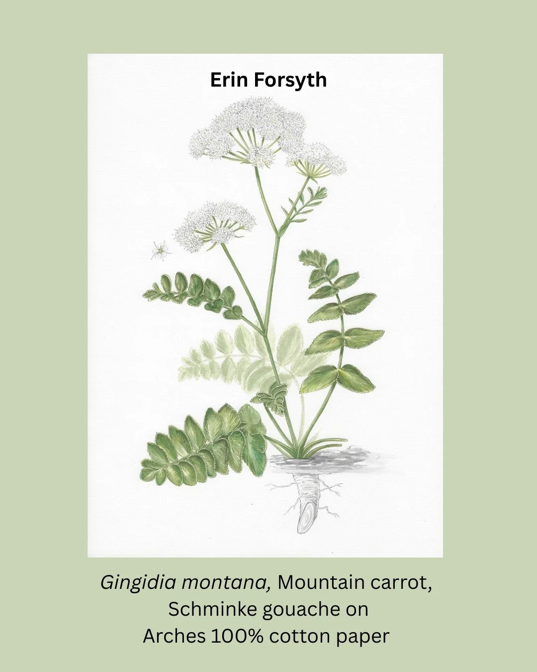 Congratulations to Bernard Salmon and Erin Forsyth!
We are delighted that three more artworks from our Botanical Art worldwide exhibition now showing in Wellington Botanic Gardens have sold.

🔴Cystophora retroflexa - Ladder zigzag, Waitarere seaweed