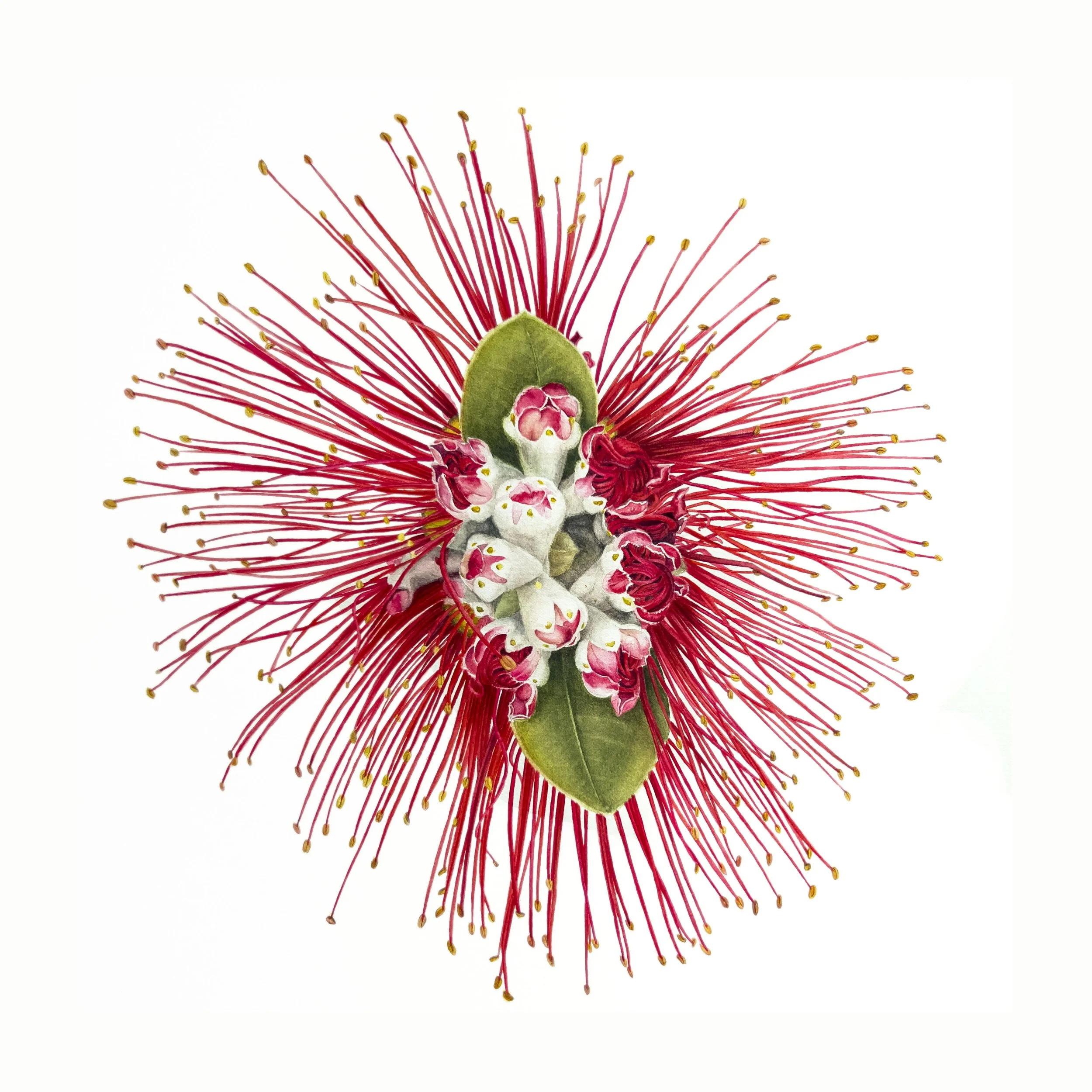 ‘Pohutukawa Blossom’ wins People’s Choice Award