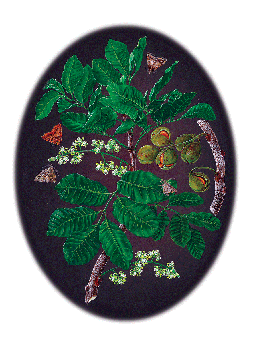 Kohekohe - Dysoxylum spectabile - Night Visitors - acrylic on board