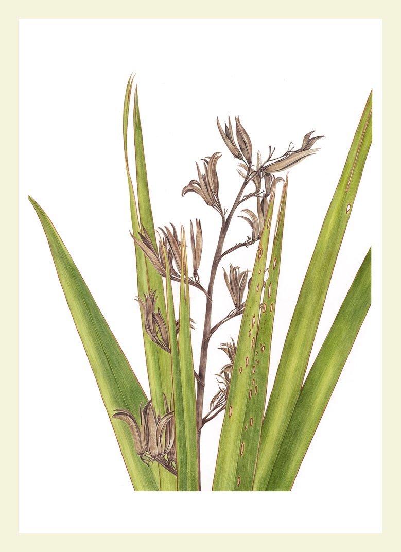 Suzy Abbott - Phormium tenax - 'Korari-III' - Watercolour