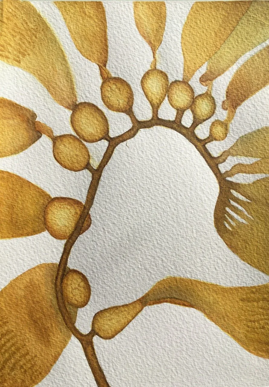 Bladder kelp,  Macrocytis pyrifera  - watercolour on 300 gsm paper