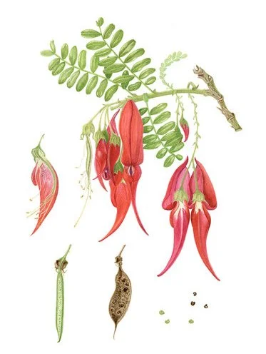 Jane Marshall Fitzgerald Botanical Artist Of The Month For June 