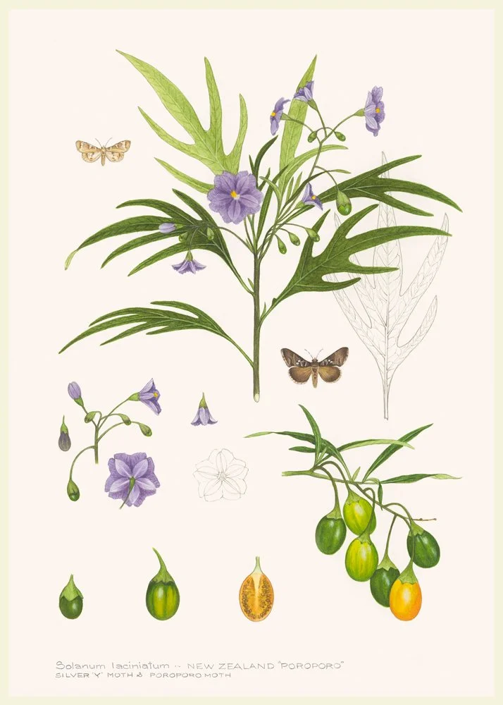 Jo Ewing - NZ Poroporo, Solanum laciniatum - Watercolour
