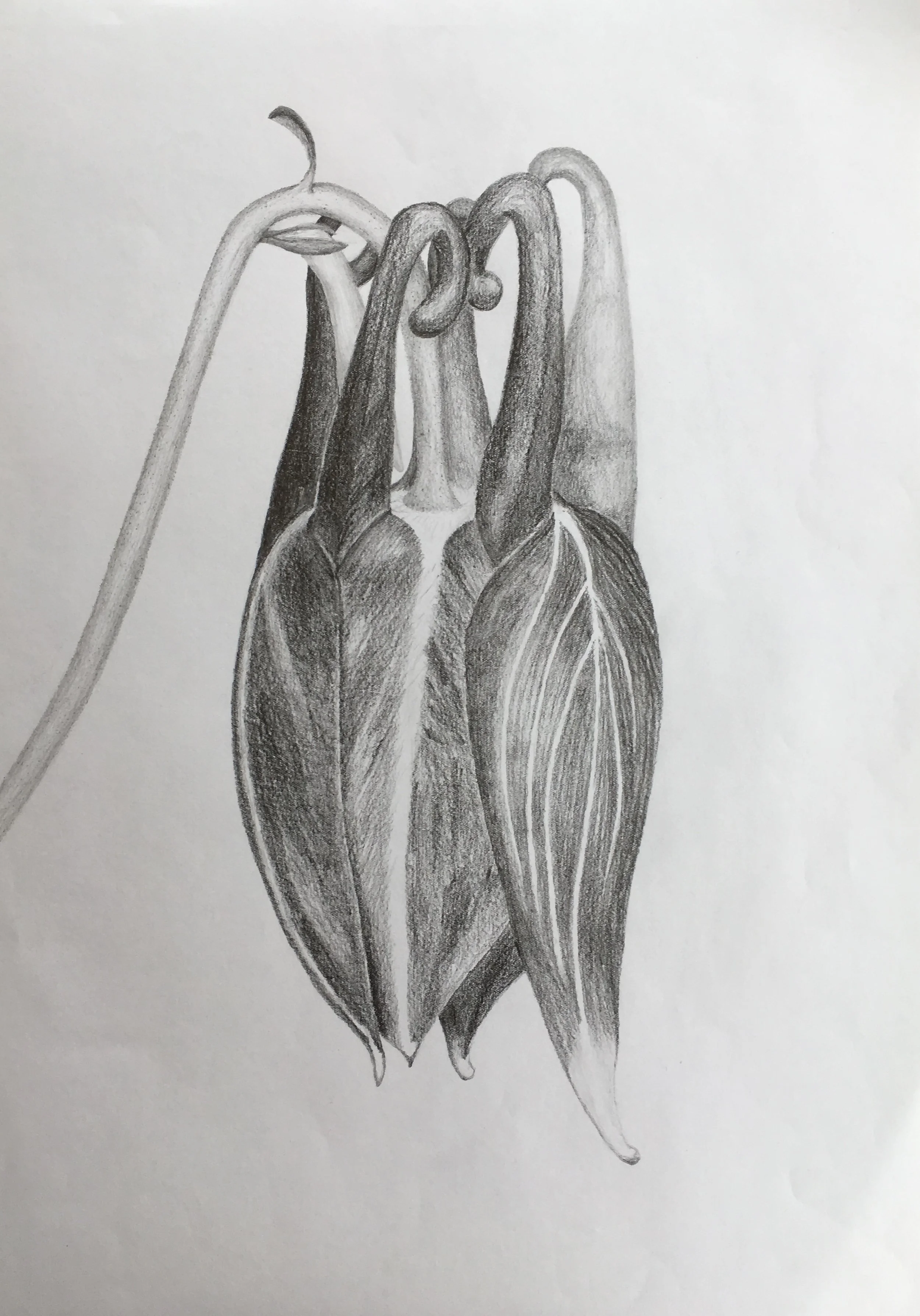  Aqualegia alpina  - Alpine columbine, graphite on paper