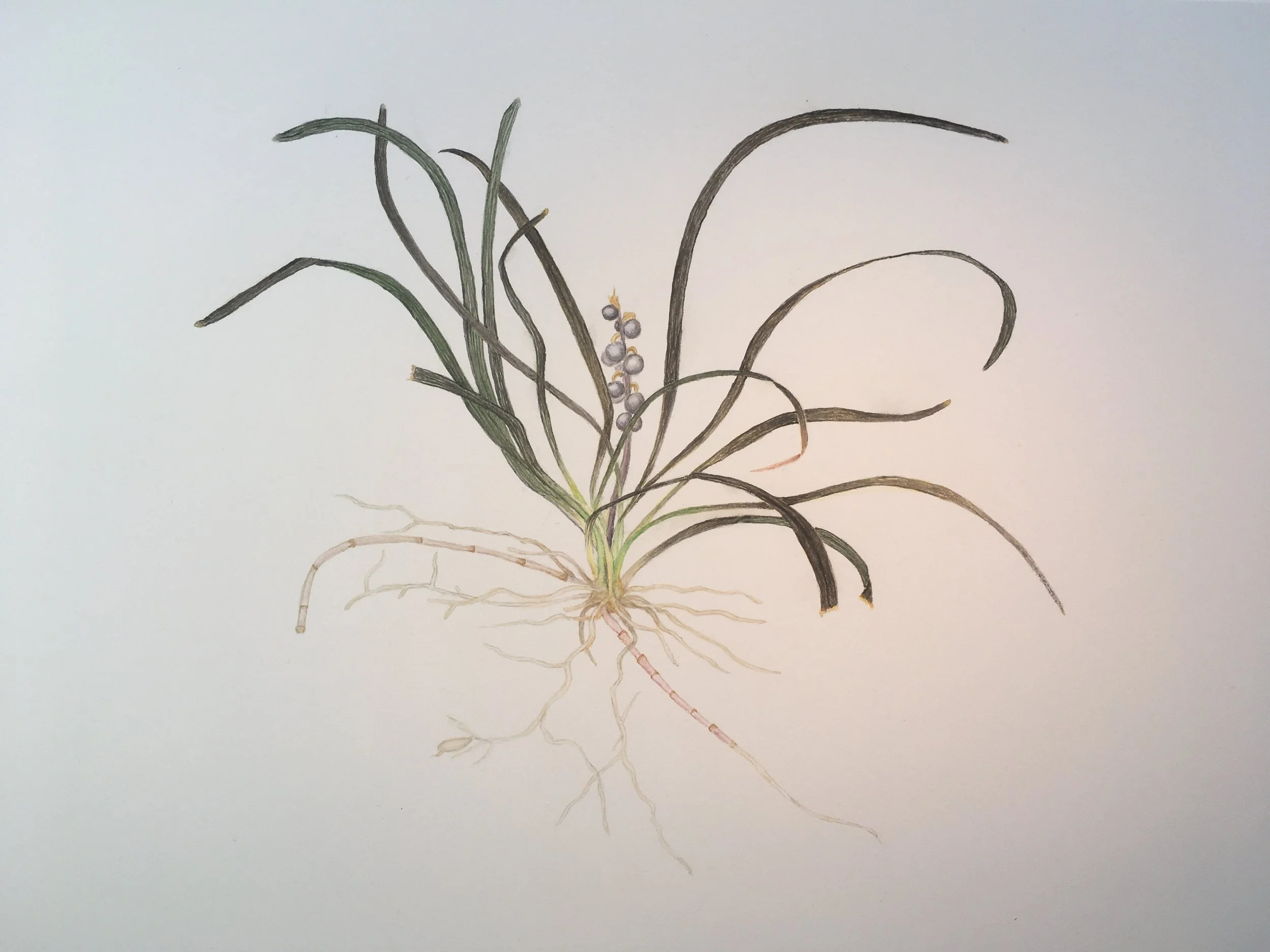 Black mondo grass,  Ophipogon planiscapus  ‘Nigrescens’-Watercolour on 300 gsm paper