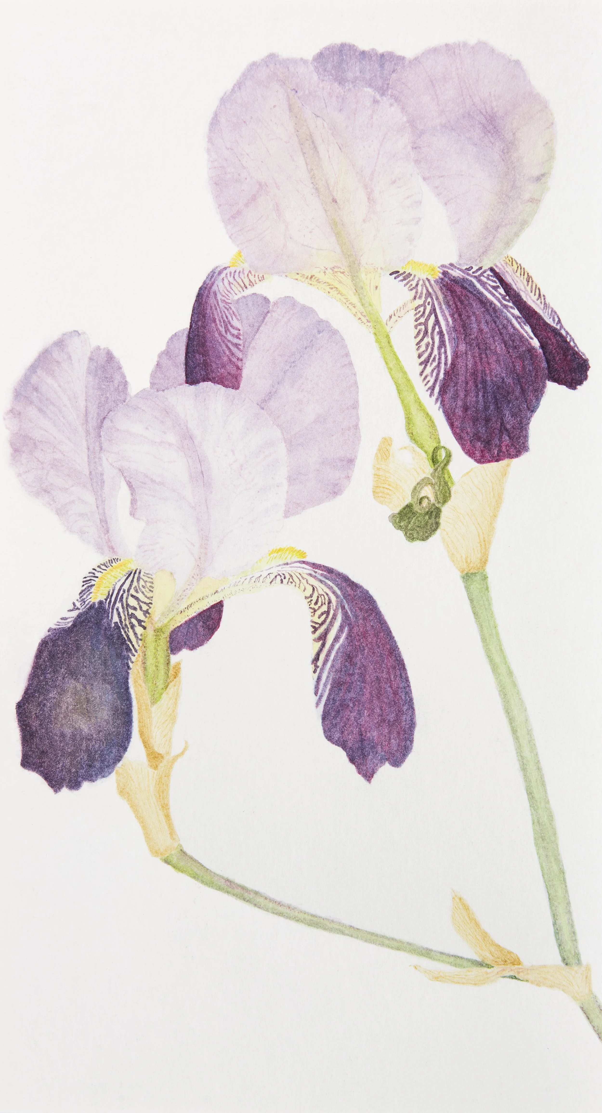 Bearded iris,  Iris Germanica  - Watercolour on 300 gsm paper