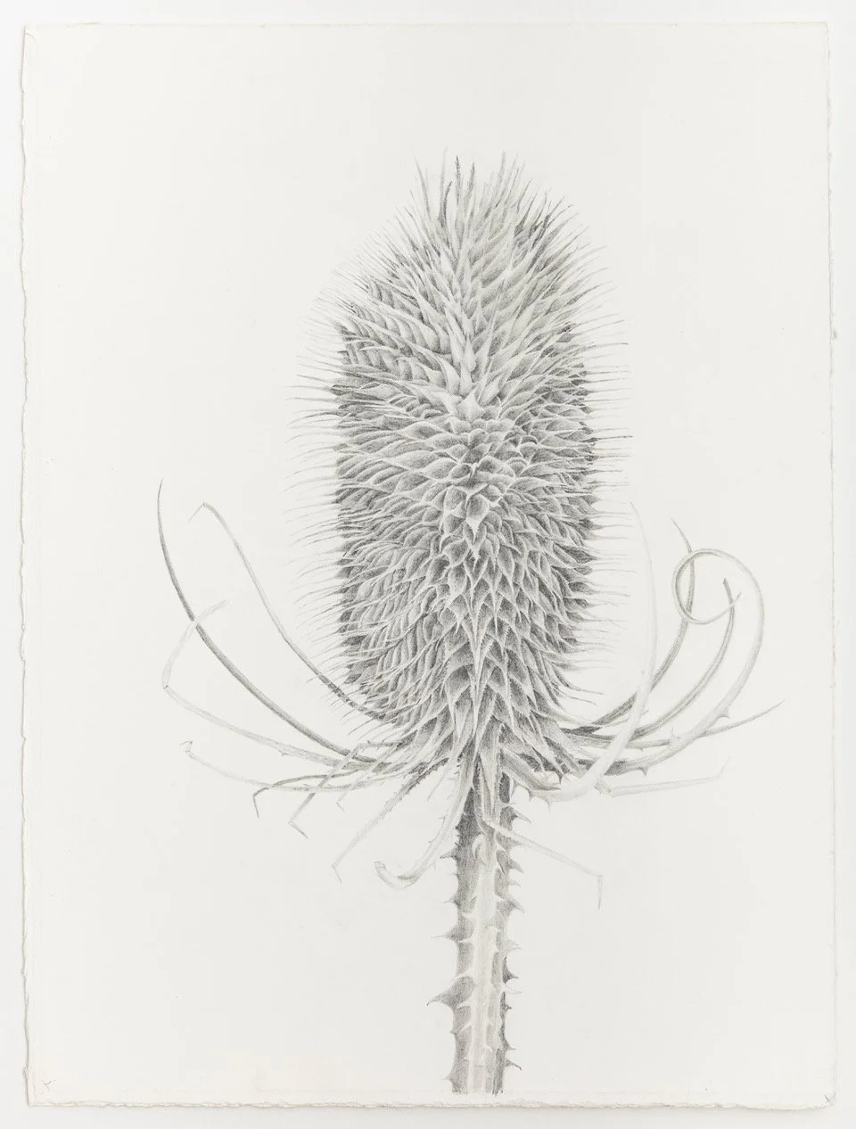 Teasel head,  Dispascus fullonum  - graphite pencil on paper