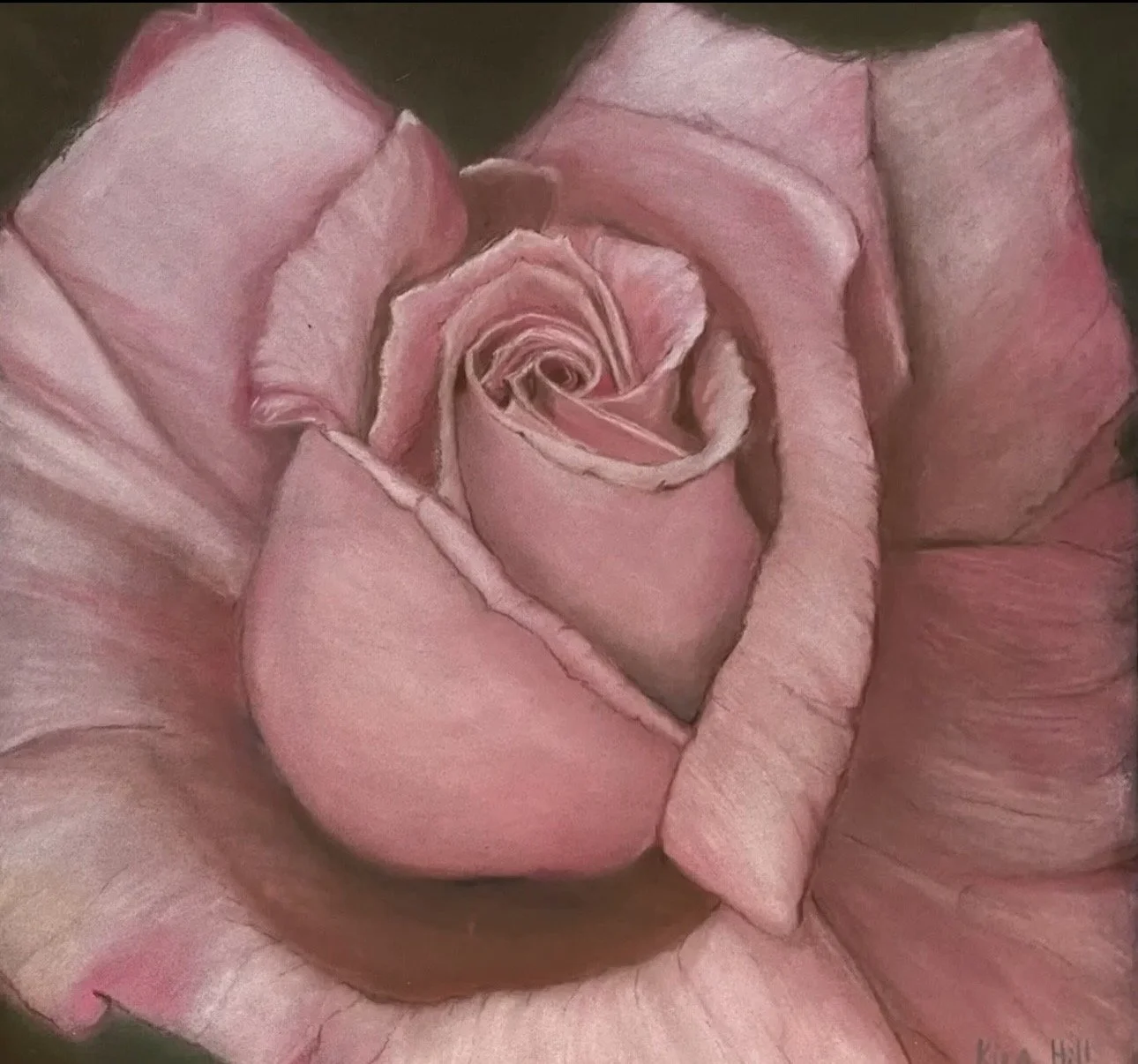 Aotearoa rose - pastels and pastel pencils

