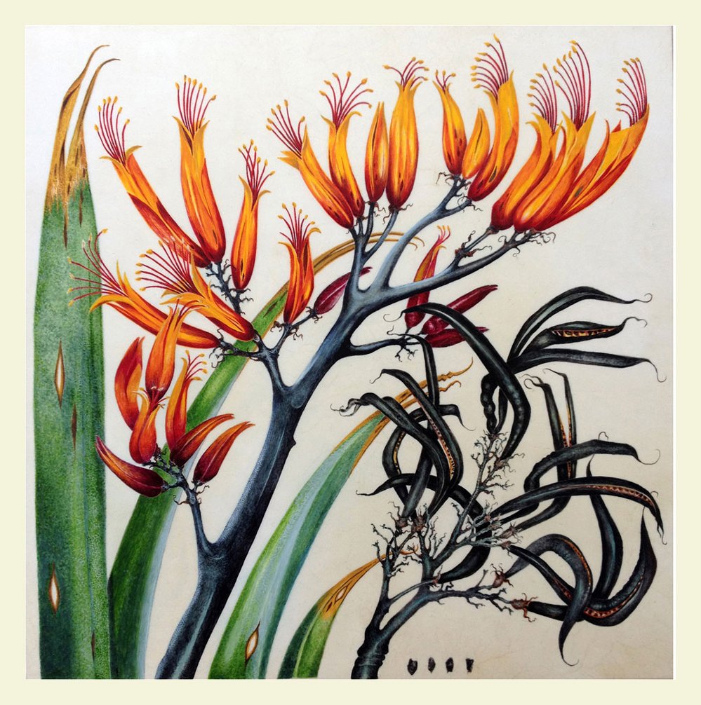 Bryan Poole - Phormium tenax - Harakeke, Flax - Egg tempera on vellum panel