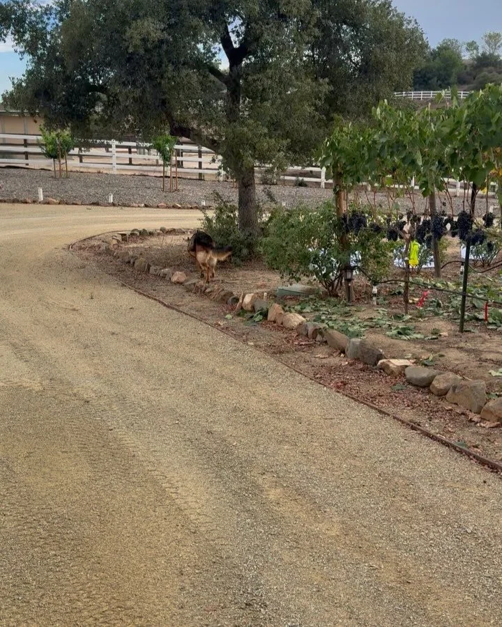 Harvest and making wine. 🍷 .
.
.
.
.
.
 #homeremodels #concrete #framing #additions #newhomes #newconstruction #foundations #generalcontractor #concreteflatwork #foundations #foundationconcrete #murrieta #lacresta #building #temecula #customhomes #i
