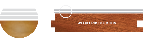 Close-up of a wood cross section with labeled text