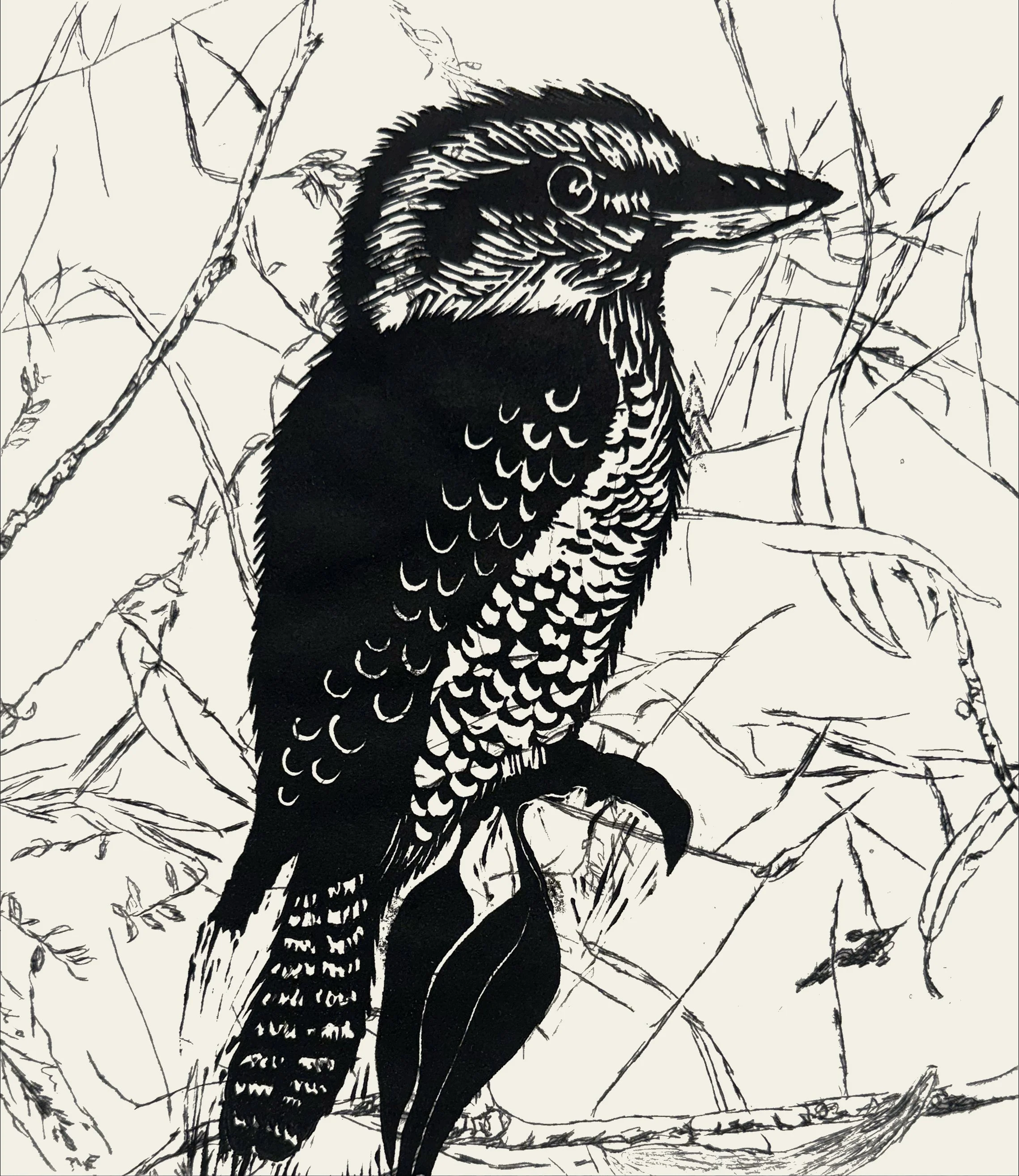 Kookaburra, etching & linocut, 29.5 x 29.5cm 
 on Hahnemuhle 300 gsm, edition of 40,                 $160 unframed