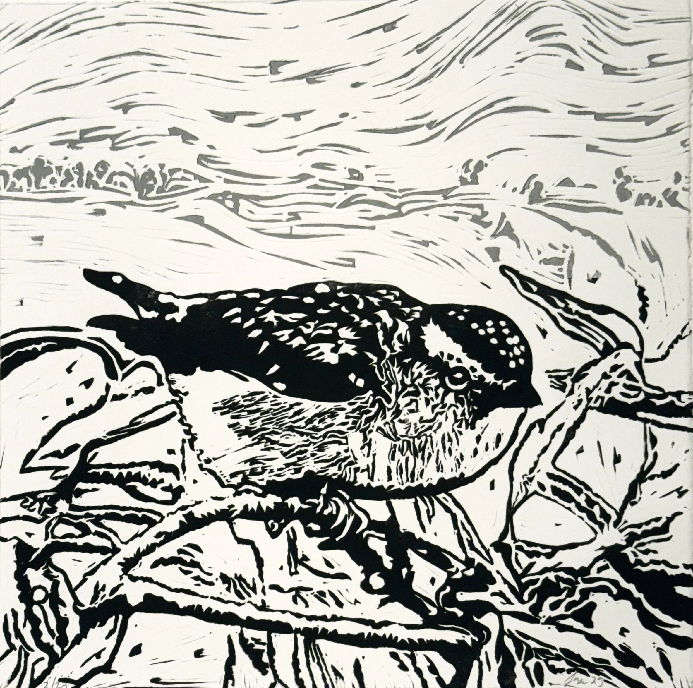 Pardalote, two plate linocut, 29.5 x 29.5cm 
 on Hahnemuhle 300 gsm, edition of 40,                 $160 unframed