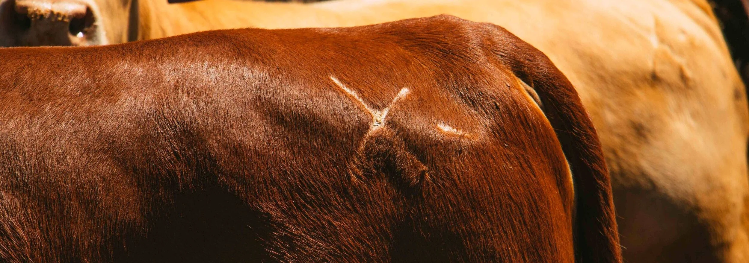 Our Story — X Steakhouse