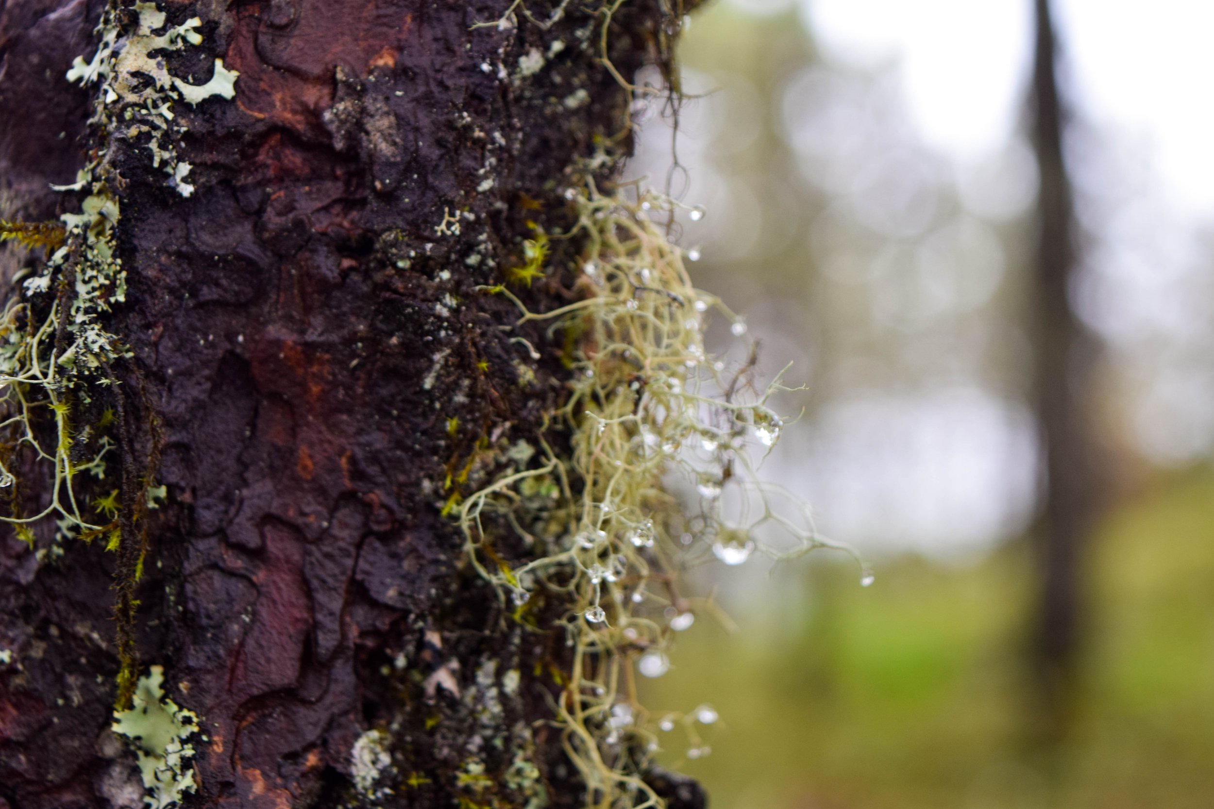 DSC_0106.jpg