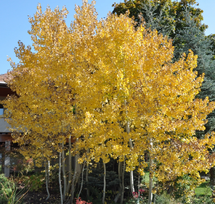 Quaking Aspen