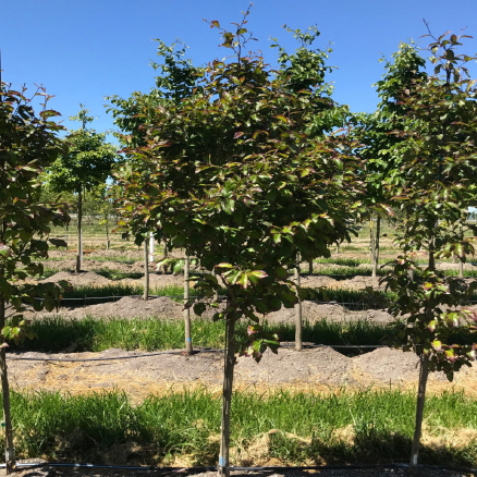 Persian Spire Parrotia