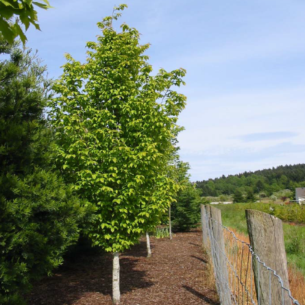 Upright European Hornbeam