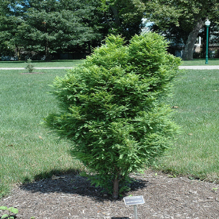 Lindsey's Skyward Bald Cypress