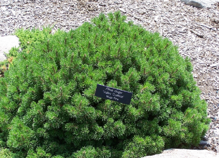 Valley Cushion Mugo Pine