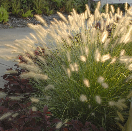 Hameln Dwarf Fountain Grass