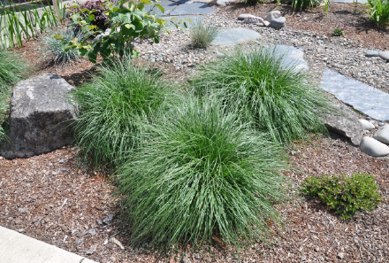 Tufted Hair Grass