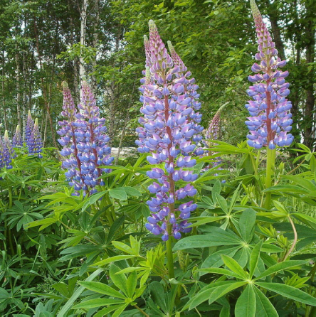 Meadow Lupine