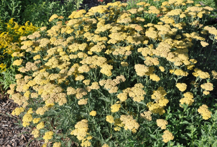 Desert Eve Yarrow