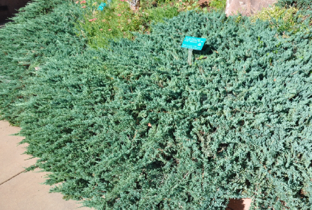 Blue Chip Juniper