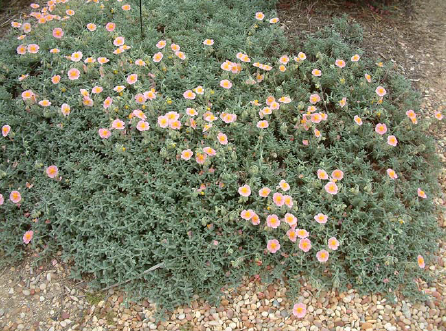 Wisley Pink Sun Rose