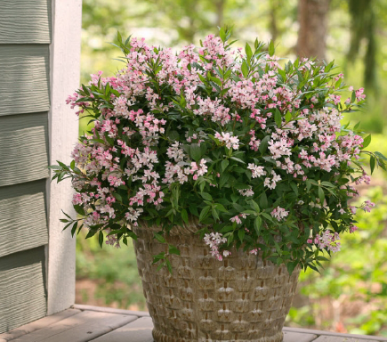 Yuki Cherry Deutzia