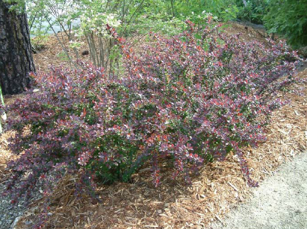 Crimson Pygmy Japanese Barberry