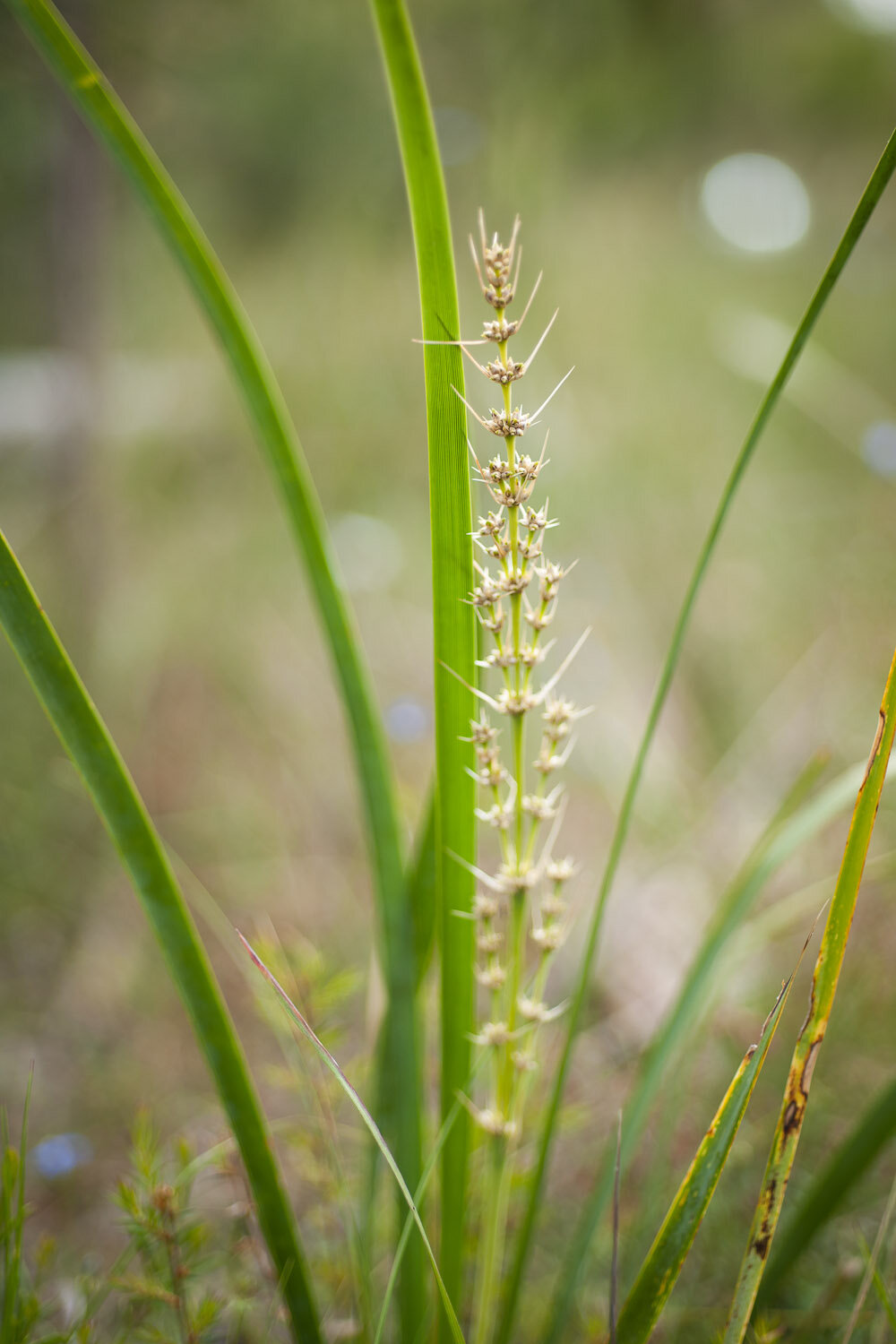 DaisyBank-_LLG6864.jpg