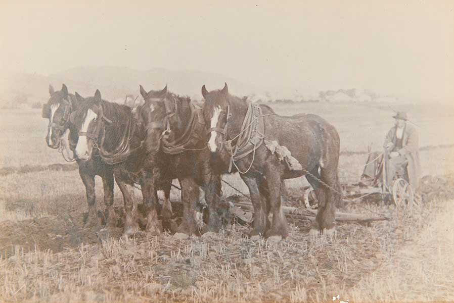 Horses at work, ploughing the paddock
