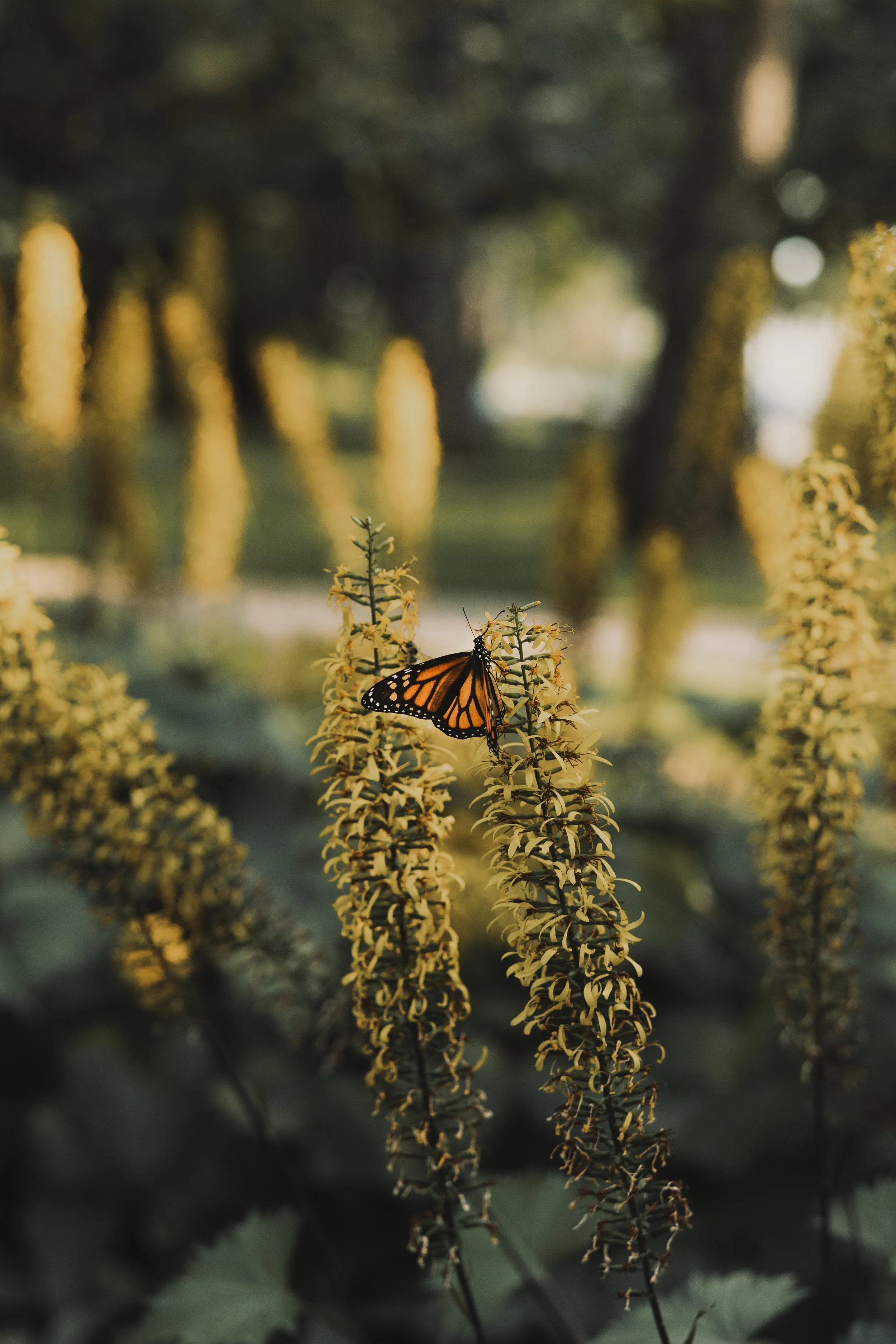 A Monarch butterfly perched on yellowish-green flowers in a park or garden during sunset or sunrise.