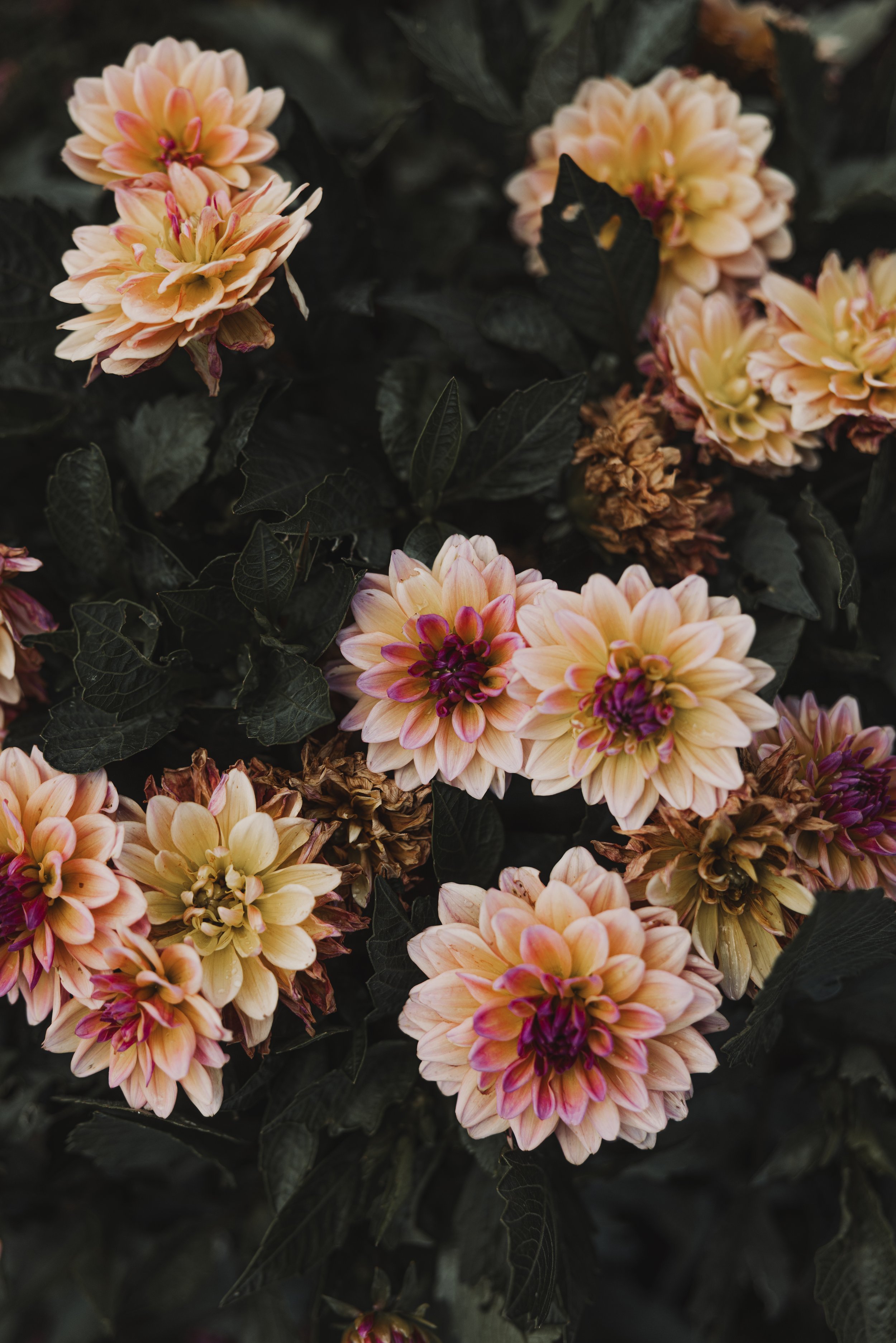 Cluster of pale peach and pink dahlias blooming among dark green leaves, with some wilted flowers.
