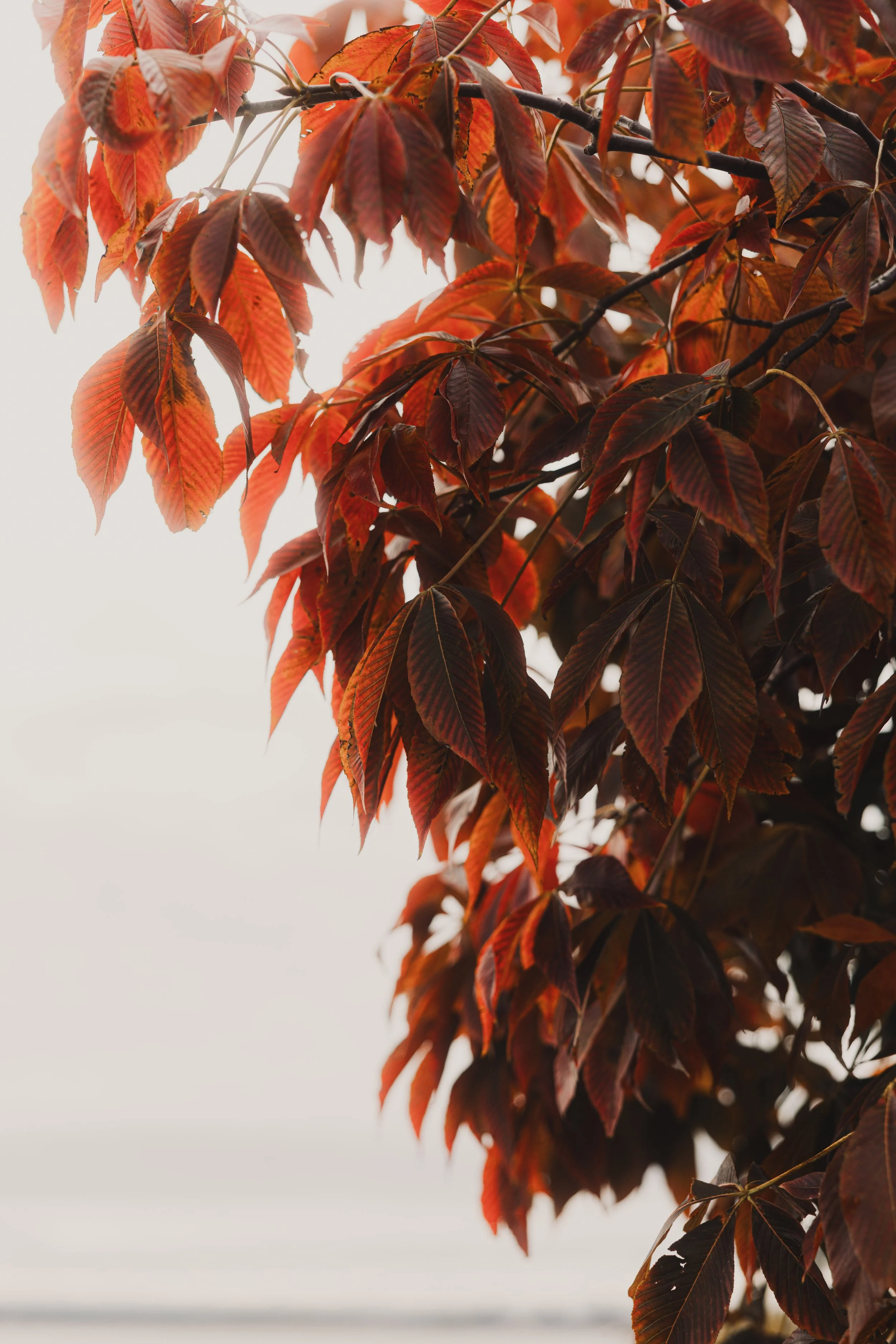 Close-up of red and orange autumn leaves on a tree branch