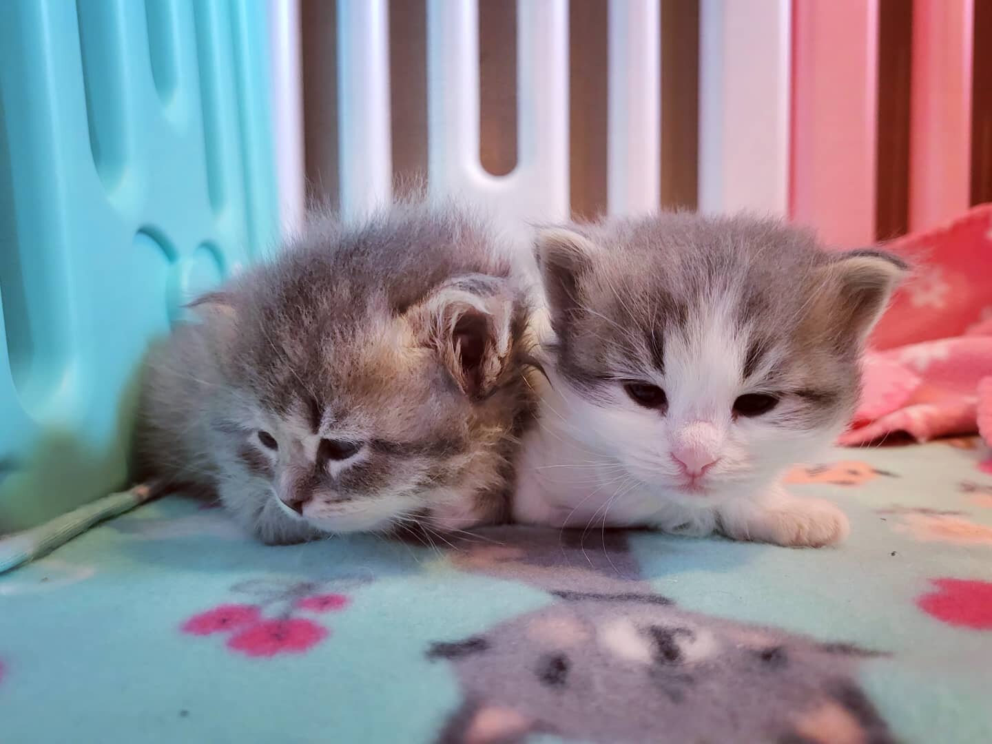 Sweet sisters Kara and Alex are snuggling together for nap time.