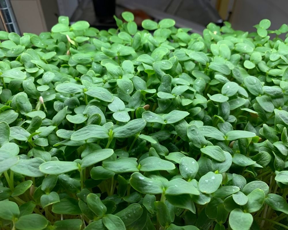 Cantaloupe-microgreens-2020-omq6jifvqjxj3veiroeqp0g130tk55ex78omjmx1s0.jpg