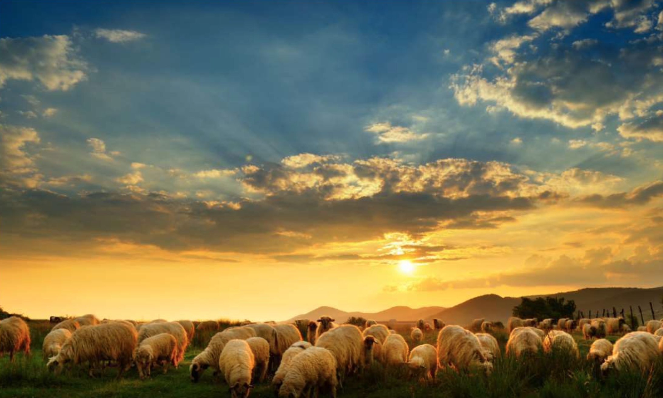 Work commences on Katanning sheep feed facility