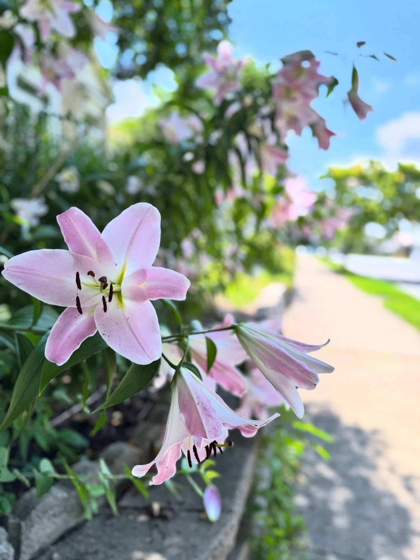 Stay cool, Schnitzelburg. 🌼 ☀️