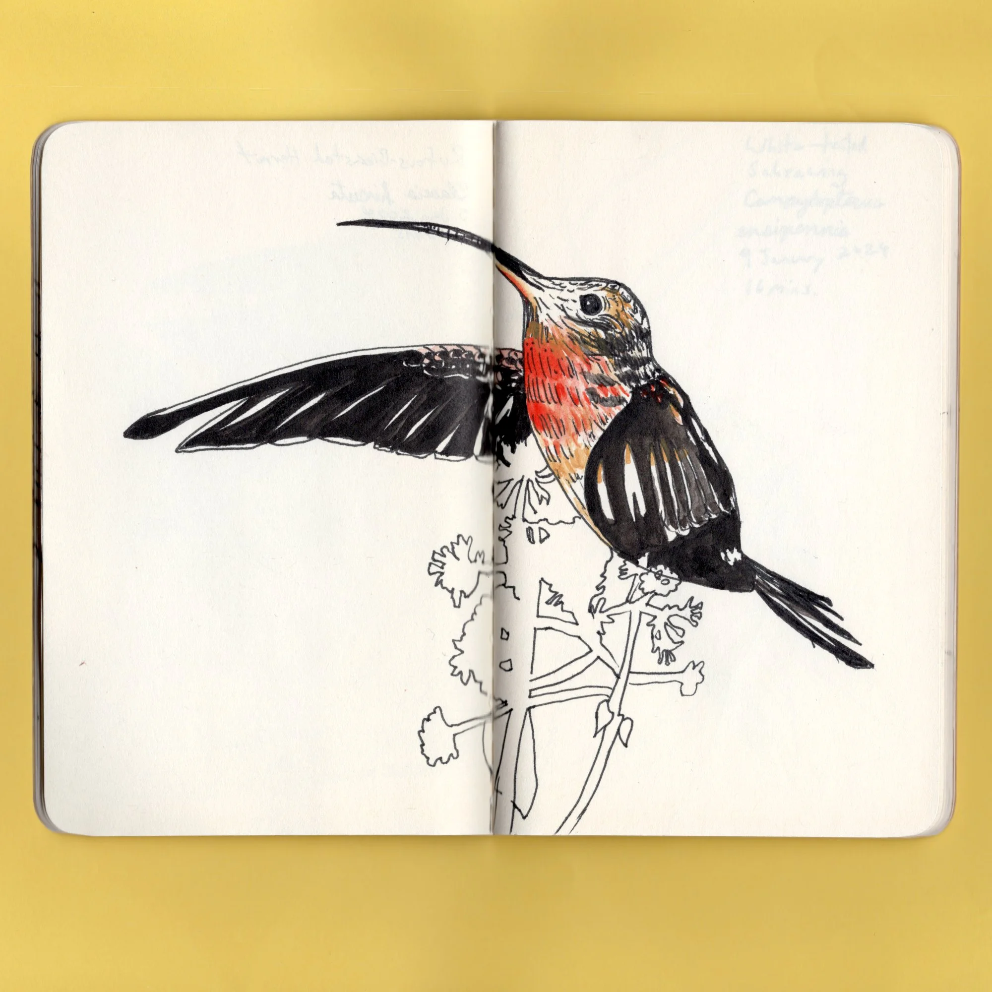 Queer Nature Club X East Quay: Artist-led Workshop Day